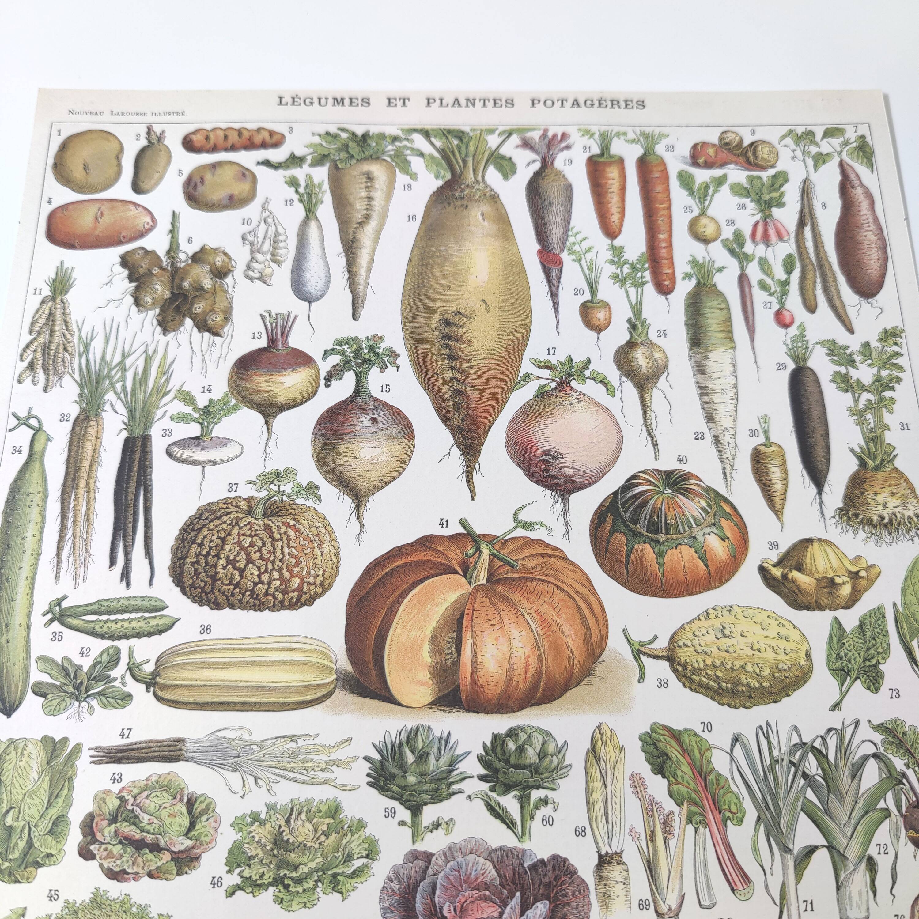 Vintage lithograph plate vegetables and plants from the vegetable garden 1900