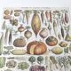 Vintage lithograph plate vegetables and plants from the vegetable garden 1900