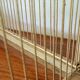 Cage à oiseau