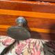 Antique mahogany rolling trolley