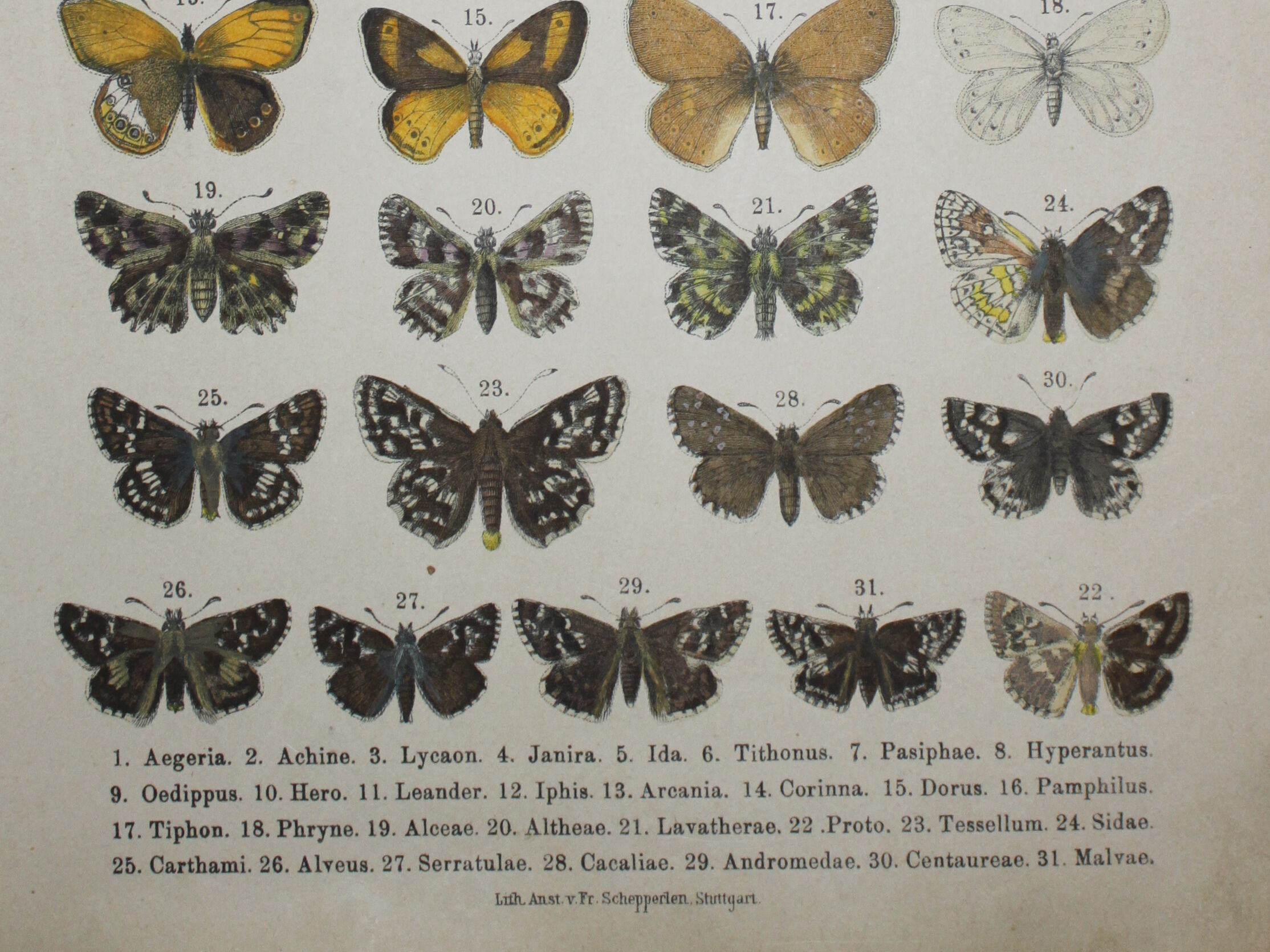 Aegeria butterflies, illustration from 1887, antique print, lepidoptere original insect plate
