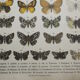 Aegeria butterflies, illustration from 1887, antique print, lepidoptere original insect plate