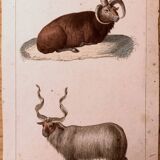 Lithograph late 19th watercolor animals