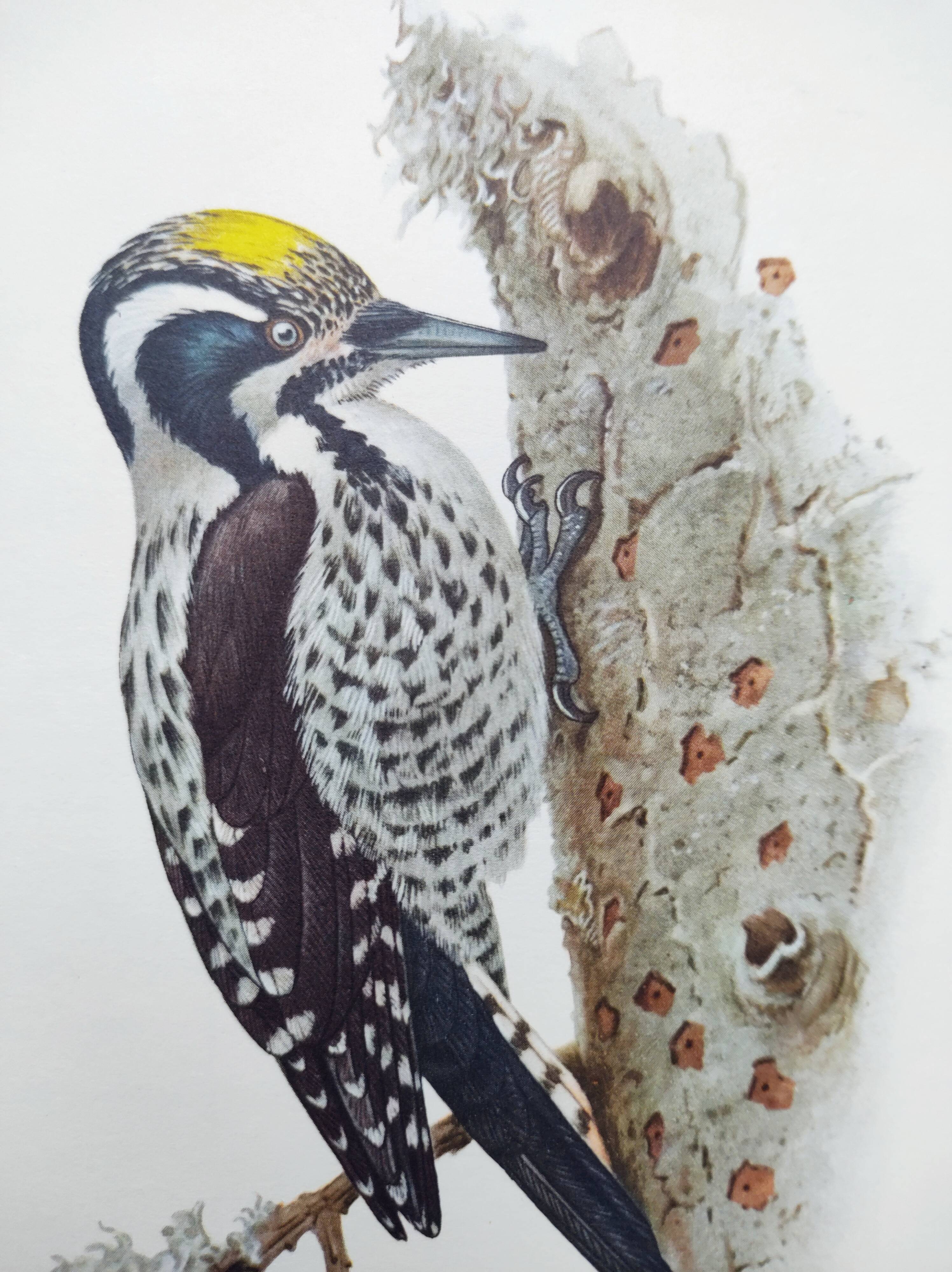 Old bird plate from the 1960s - Three-toed Woodpecker - Nature illustration