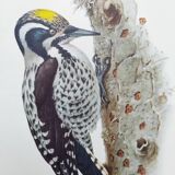 Old bird plate from the 1960s - Three-toed Woodpecker - Nature illustration