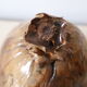 Ice bucket, or pretty coconut box, nature decoration, exotic