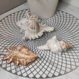 Decorative shells