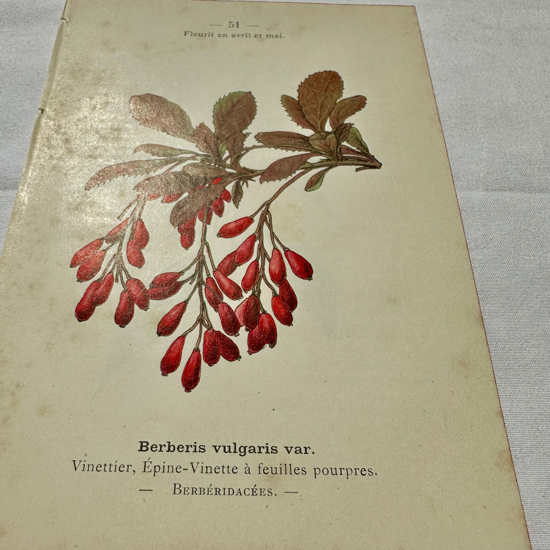 19th-century botanical engraving, double-sided, hand-coloured, plant from France.