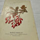 19th-century botanical engraving, double-sided, hand-coloured, plant from France.