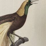 Bird Illustration