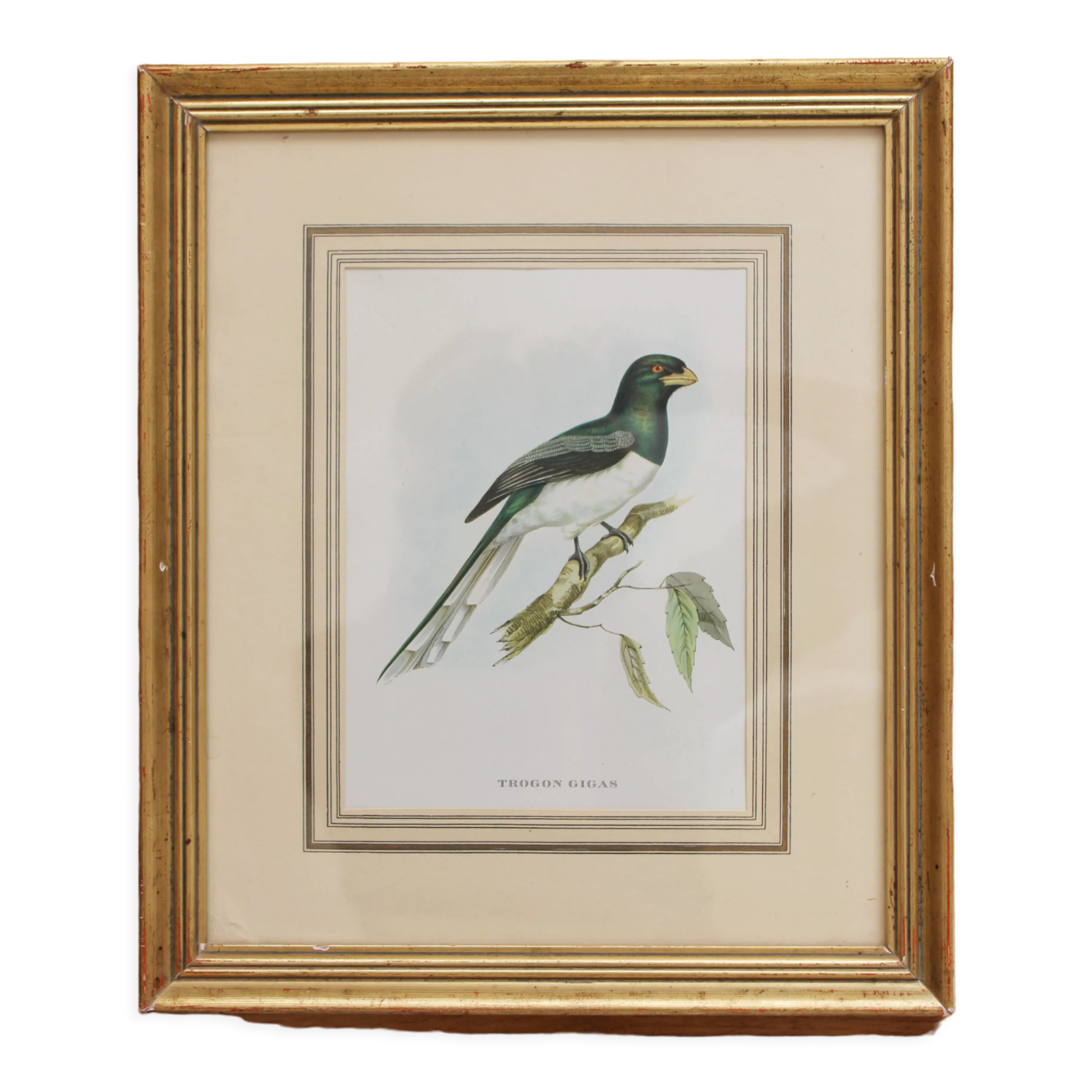 Framed lithograph golden frame bird vintage 60s