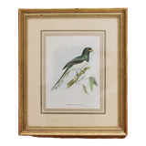 Framed lithograph golden frame bird vintage 60s