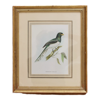 Framed lithograph golden frame bird vintage 60s