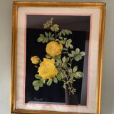 Framed poster vintage pinks yellow feared