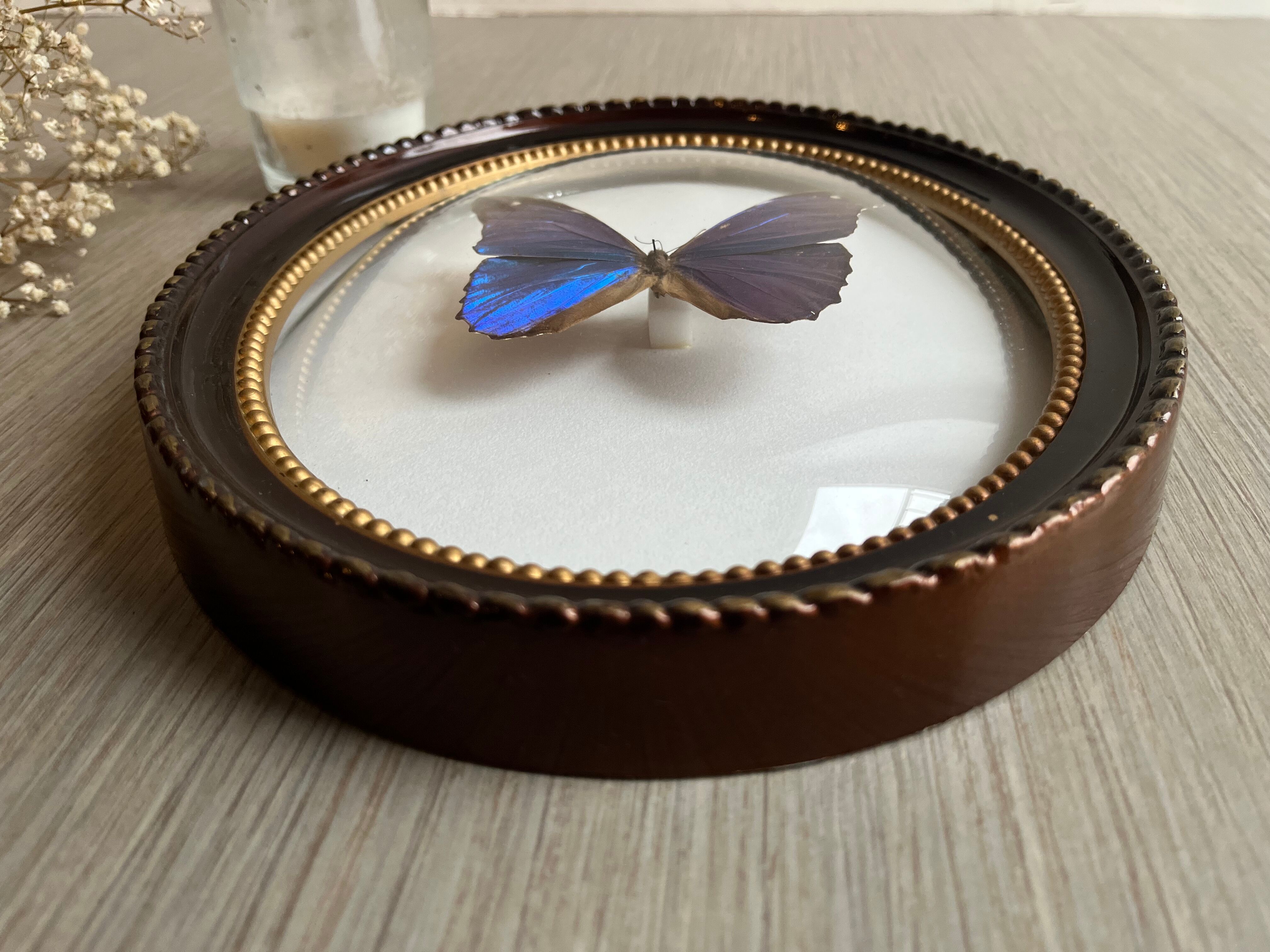 Butterfly domed glass frame "Morpho menelaus"