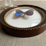 Butterfly domed glass frame "Morpho menelaus"