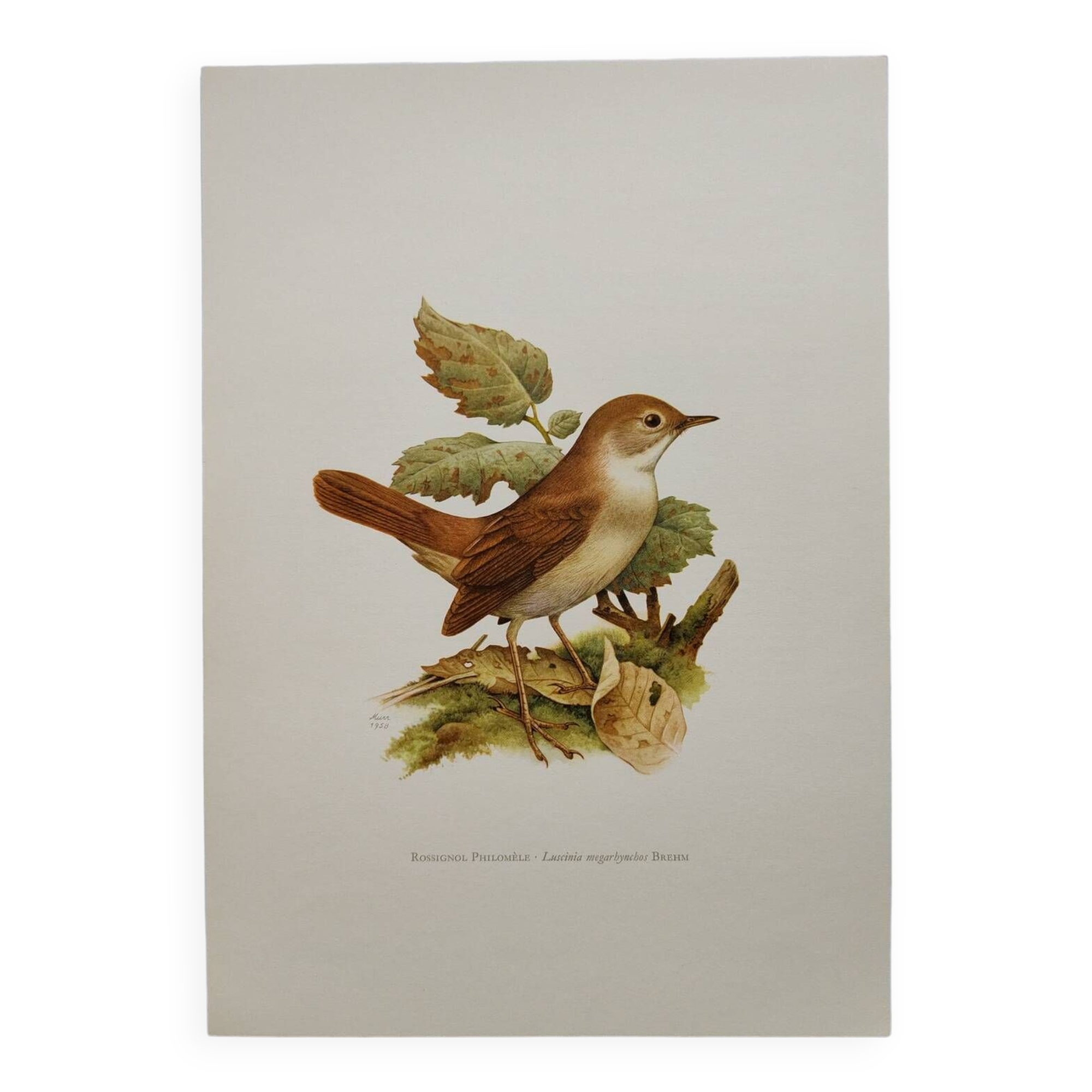 Bird illustration 60s - Nightingale Philomele - vintage zoological and ornithological board