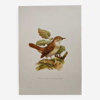 Bird illustration 60s - Nightingale Philomele - vintage zoological and ornithological board