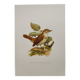 Bird illustration 60s - Nightingale Philomele - vintage zoological and ornithological board
