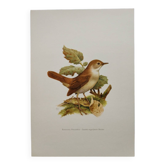 Bird illustration 60s - Nightingale Philomele - vintage zoological and ornithological board