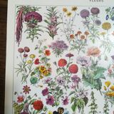 Lithograph on flowers from 1928 (amaranth)