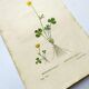 Antique botanical engraving from 1829 - Lapland buttercup - By PA Poiteau. Hand colored. Litho