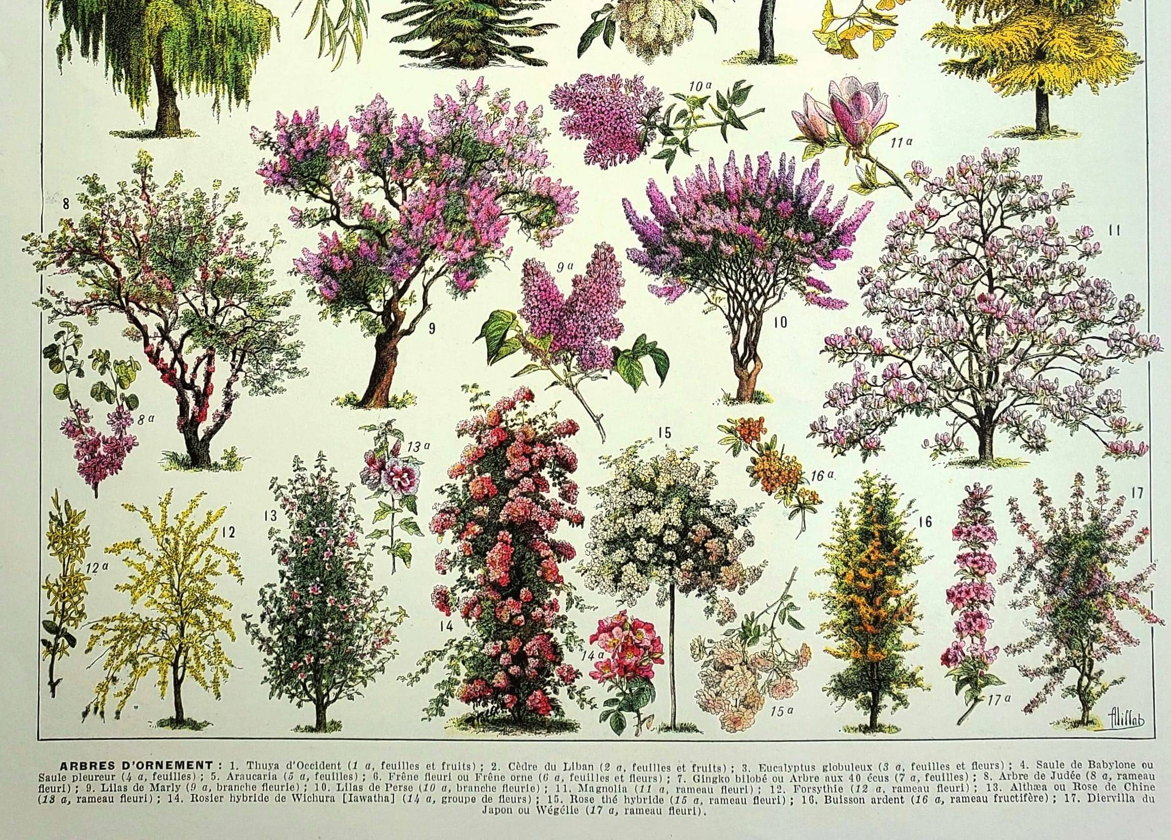 Old engraving - 1928 - Gardens by A. Millot - Lithograph of a tree