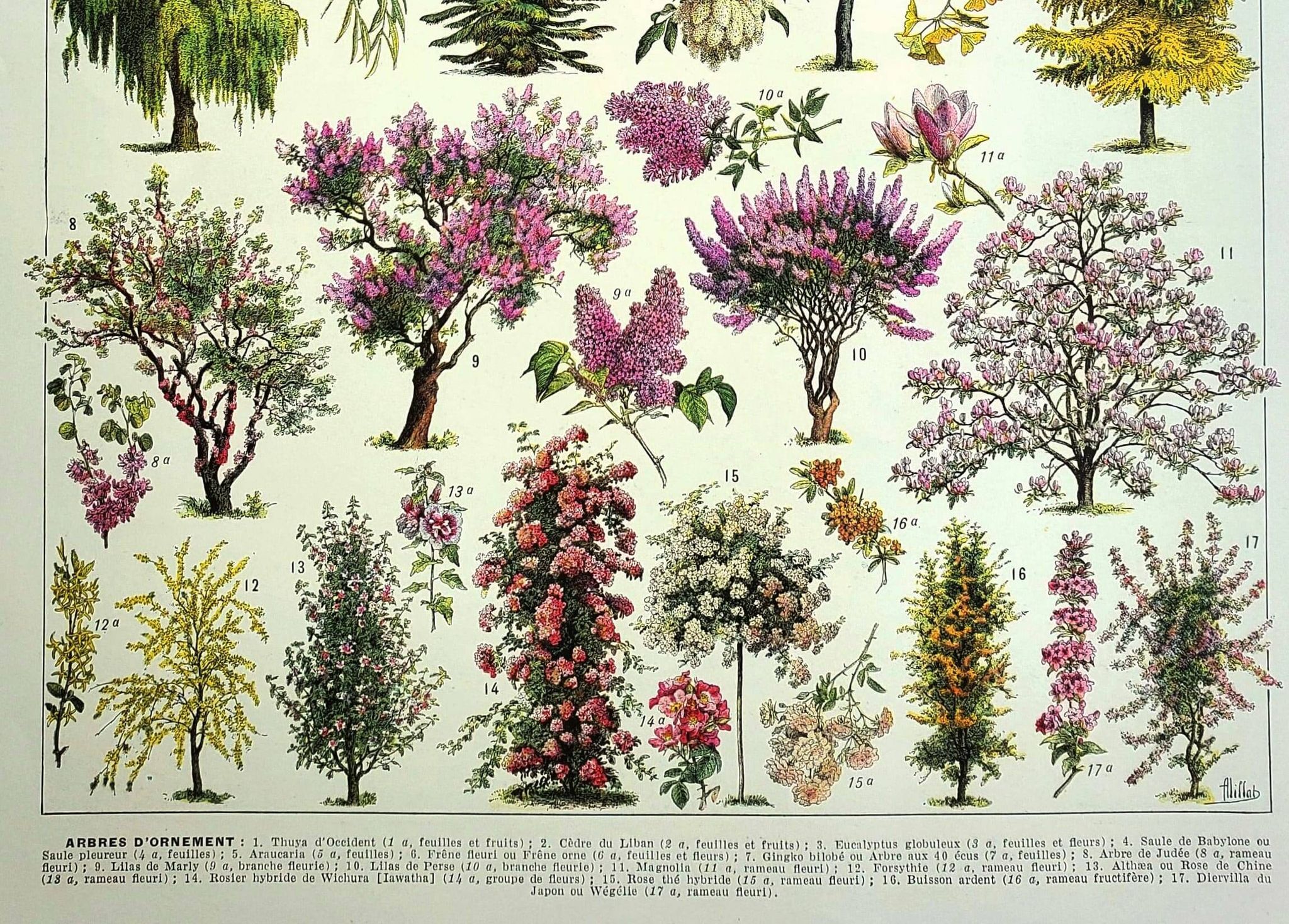 Gravure ancienne - 1928 - Jardins par A. Millot - Lithographie arbre