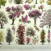 Gravure ancienne - 1928 - Jardins par A. Millot - Lithographie arbre