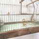 30 year old bird cage