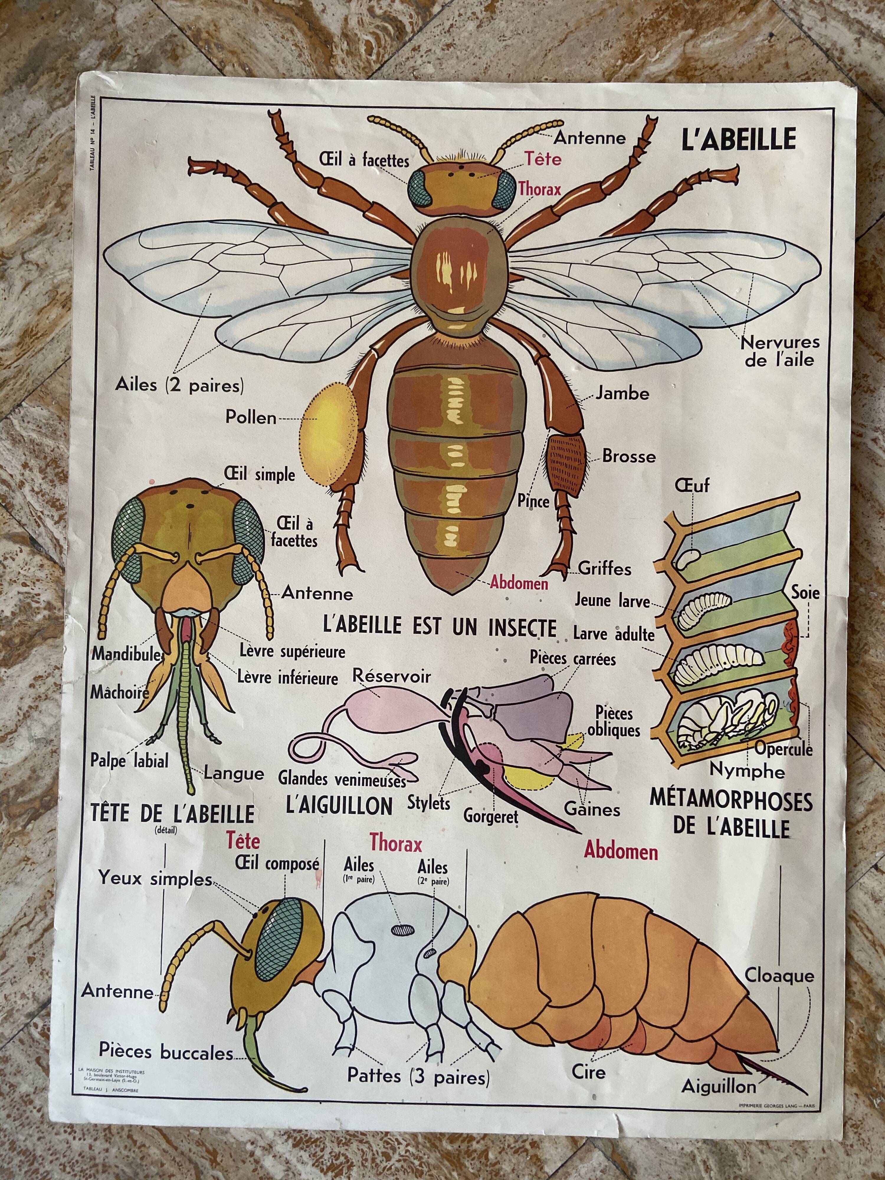 Old vintage school poster