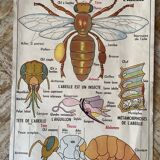 Ancienne affiche scolaire vintage