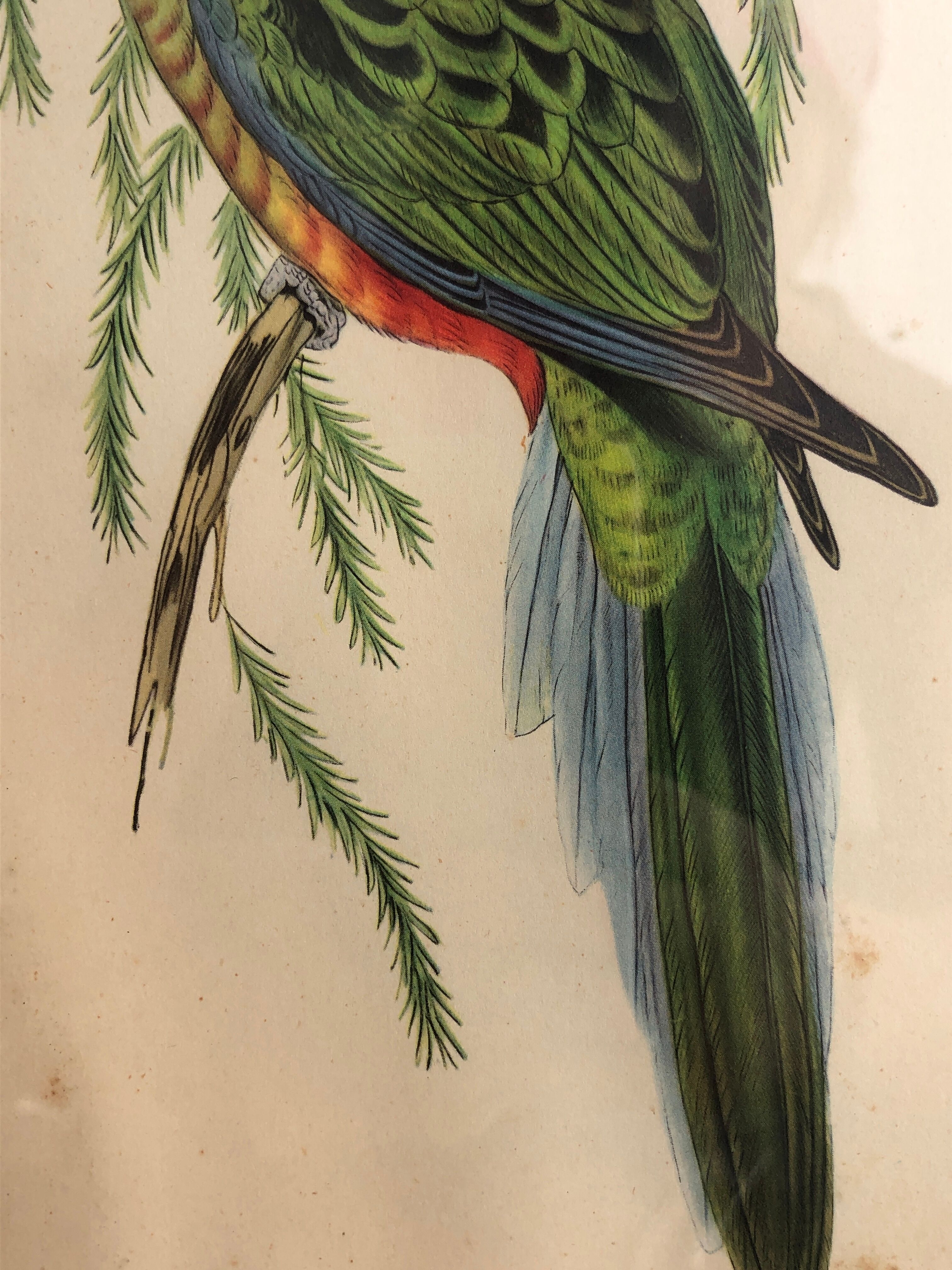 « Platycercus Icterotis » ornithological board  - J&L Gould