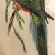 « Platycercus Icterotis » ornithological board  - J&L Gould