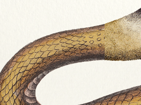 Set of 2 framed chimera lithograph animal engraving