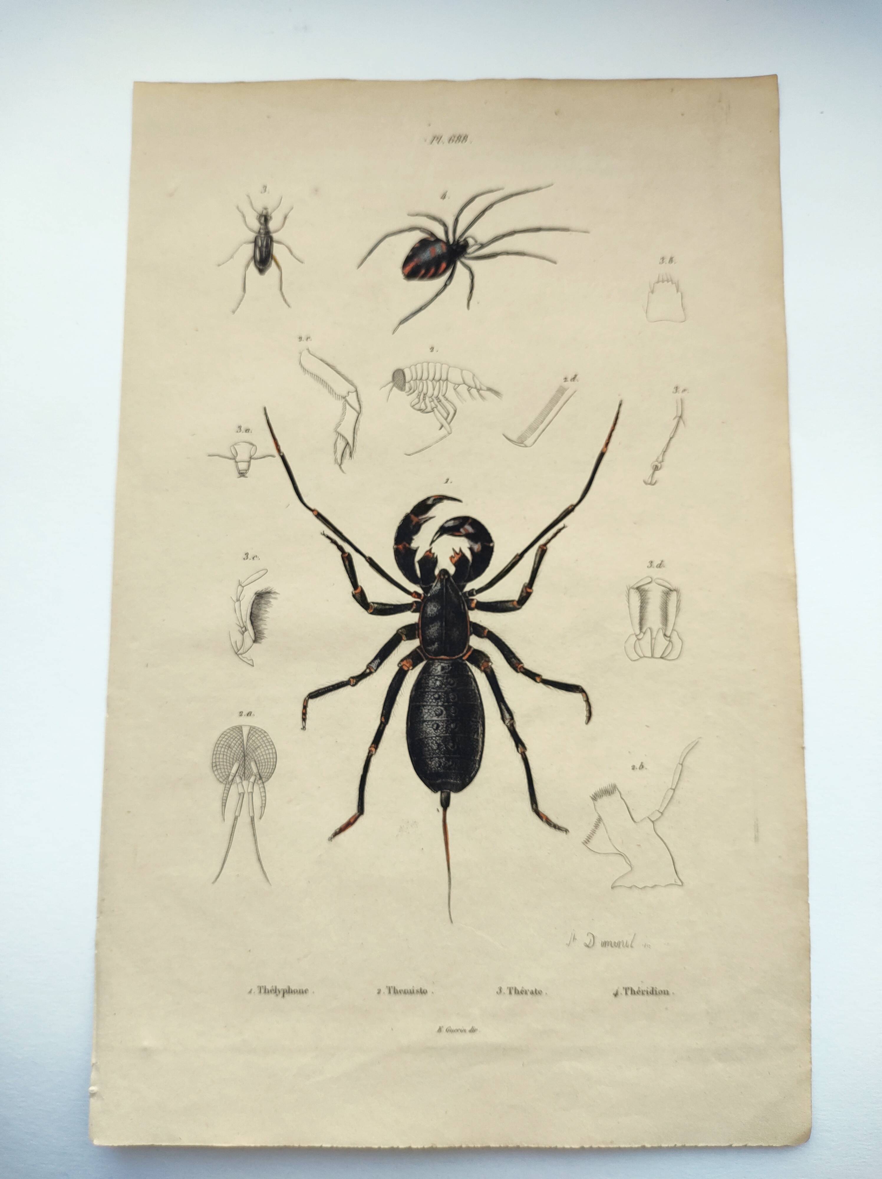 Zoological Plate - Scorpion and spider - Old engraving from 1839, hand-colored