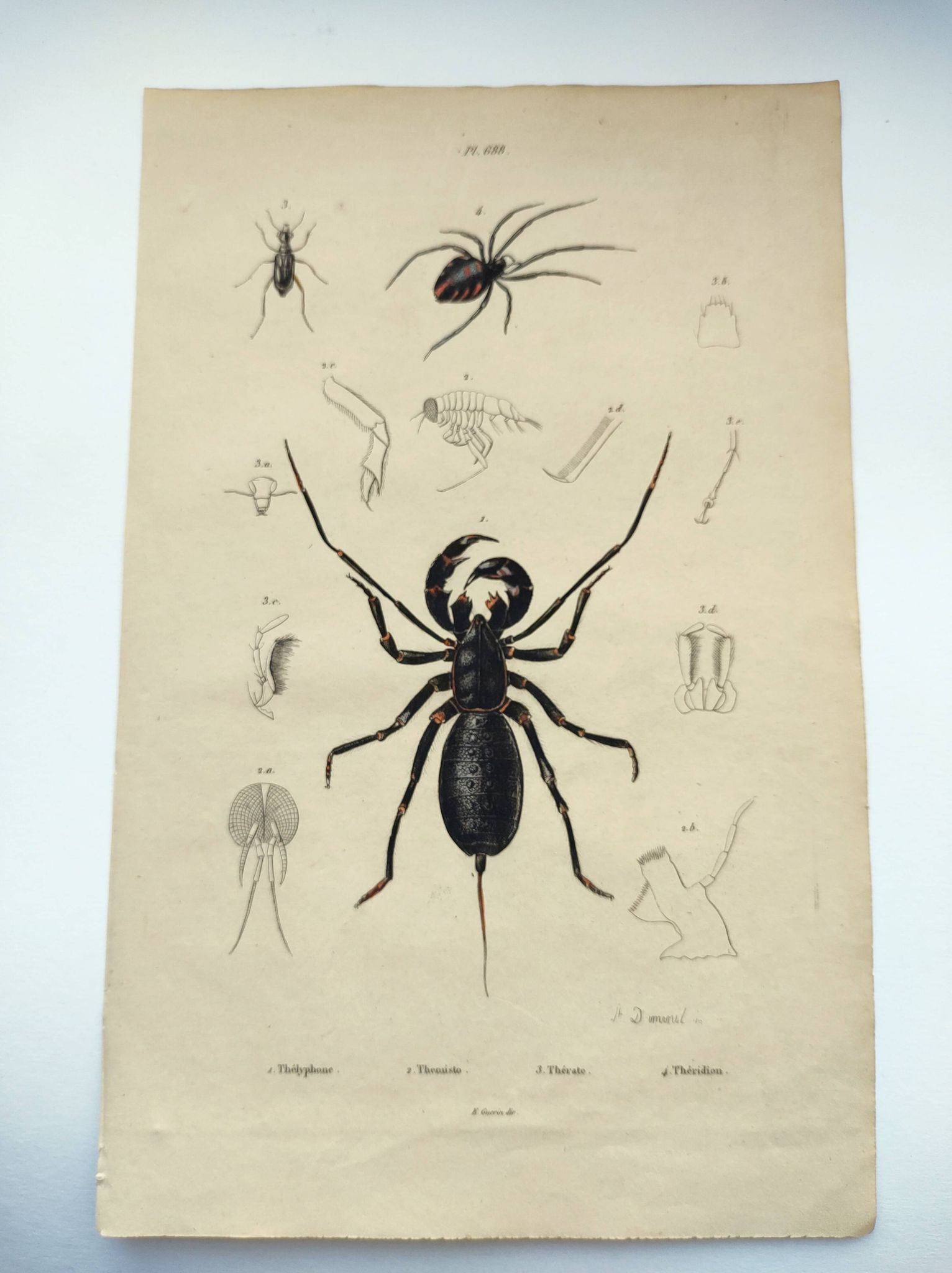 Zoological Plate - Scorpion and spider - Old engraving from 1839, hand-colored