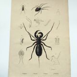 Zoological Plate - Scorpion and spider - Old engraving from 1839, hand-colored