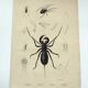 Zoological Plate - Scorpion and spider - Old engraving from 1839, hand-colored