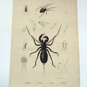 Zoological Plate - Scorpion and spider - Old engraving from 1839, hand-colored