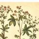 Old illustration 1959 - Quintefeuille - botanical plate flowers