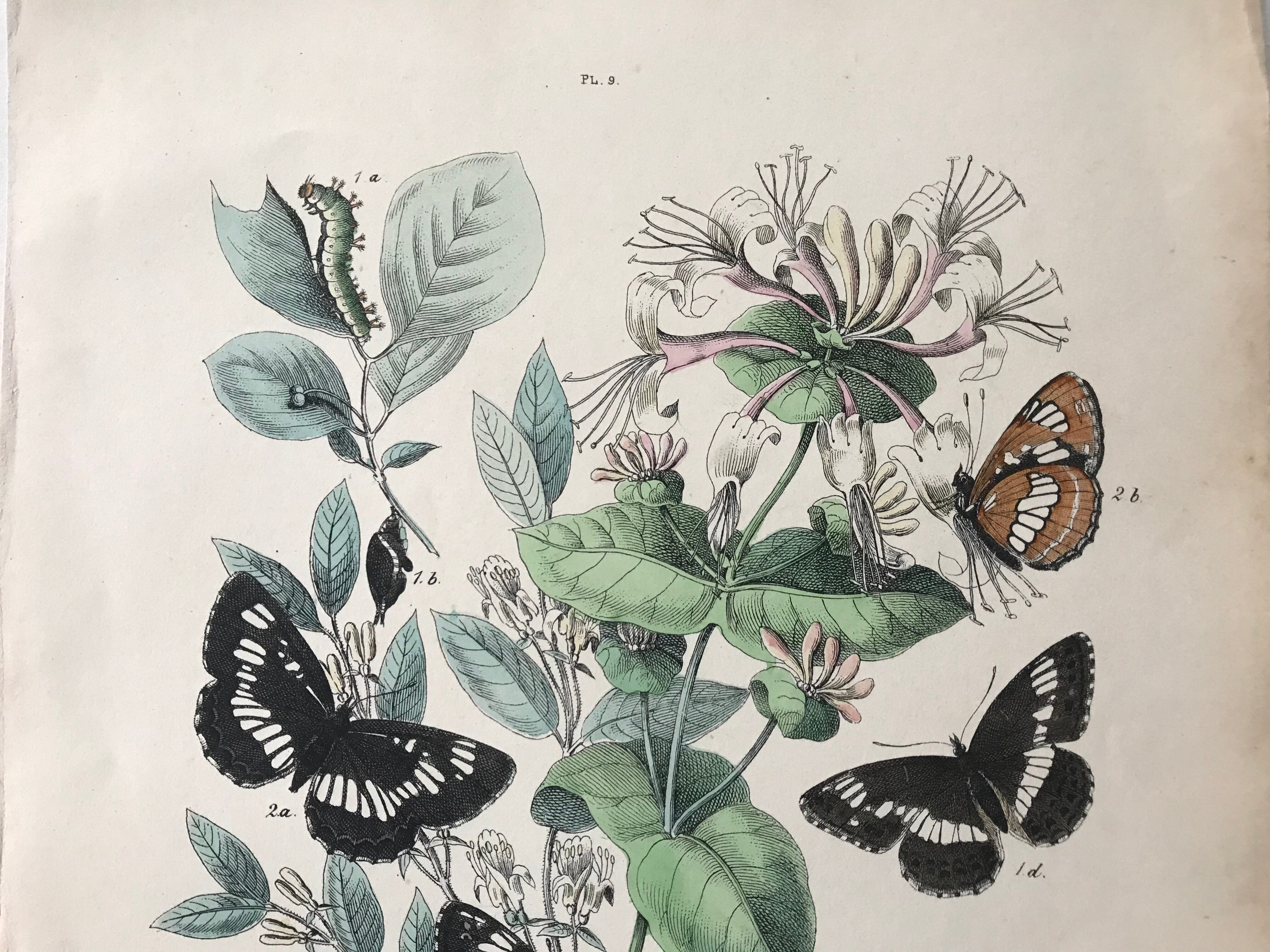 Botanical posters and butterflies 1876