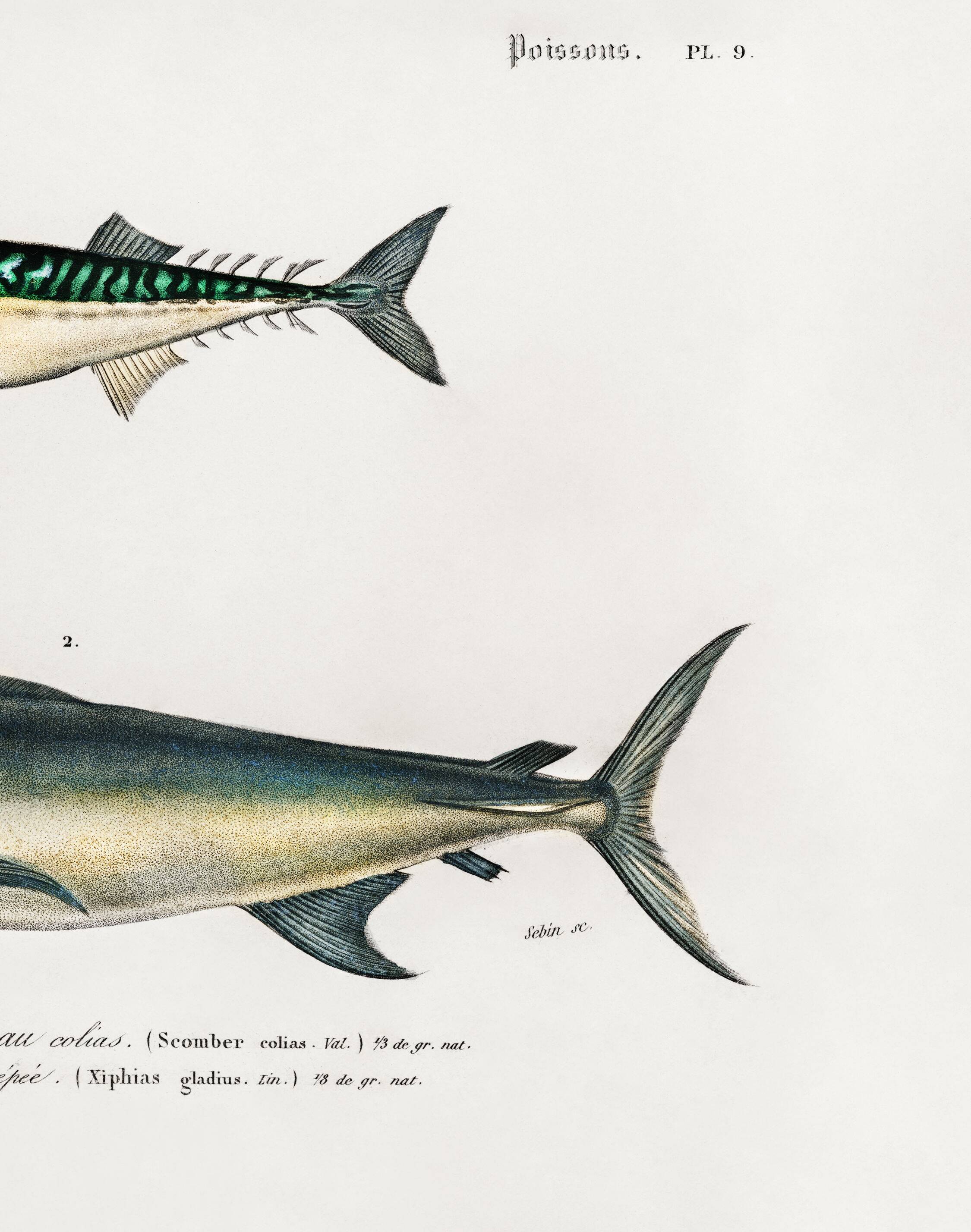 Poster about mackerel and swordfish, based on an old engraving from 1849