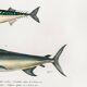 Poster about mackerel and swordfish, based on an old engraving from 1849