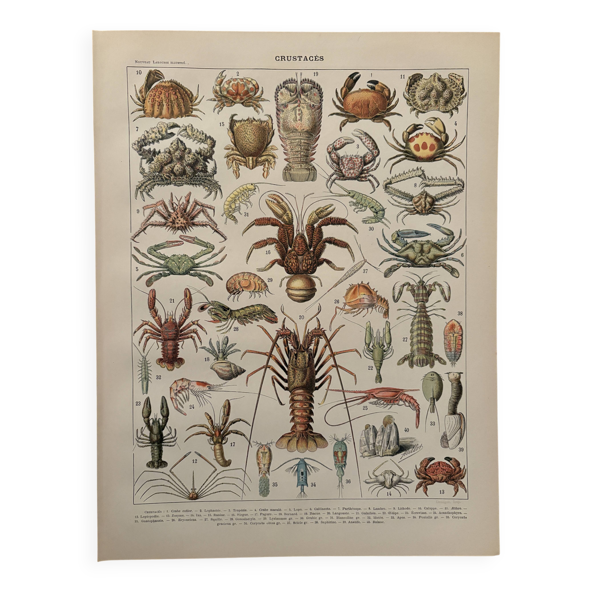 Antique engraving of crustaceans – 1900