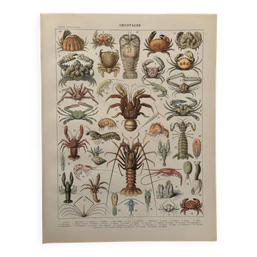 Antique engraving of crustaceans – 1900