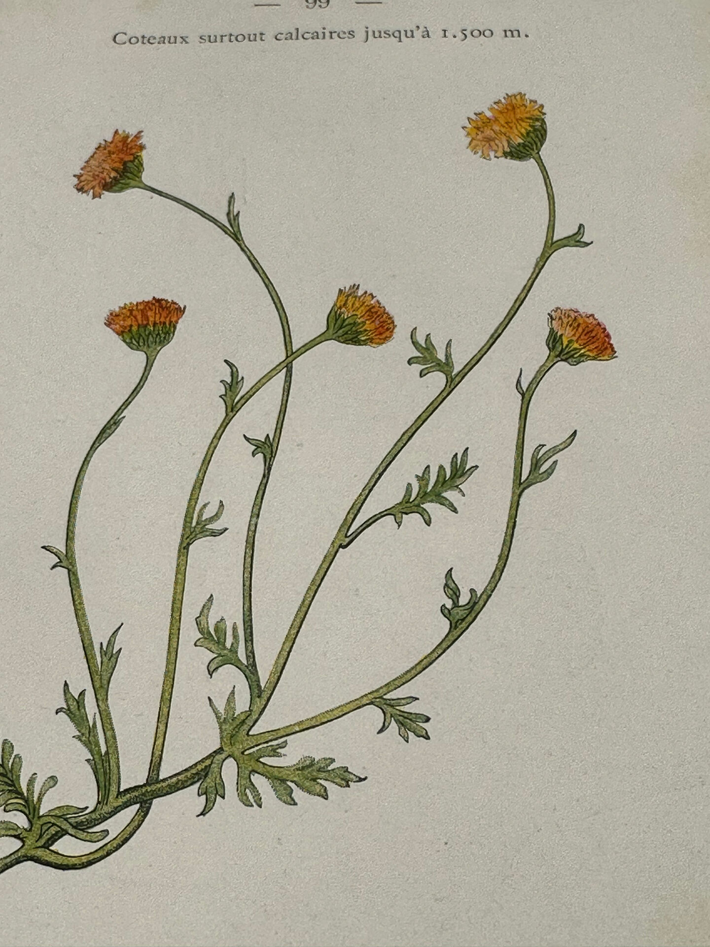 Gravure Botanique Ancienne XIXe – Lithographies Naturalistes  Fleurs &