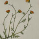 Gravure Botanique Ancienne XIXe – Lithographies Naturalistes  Fleurs &