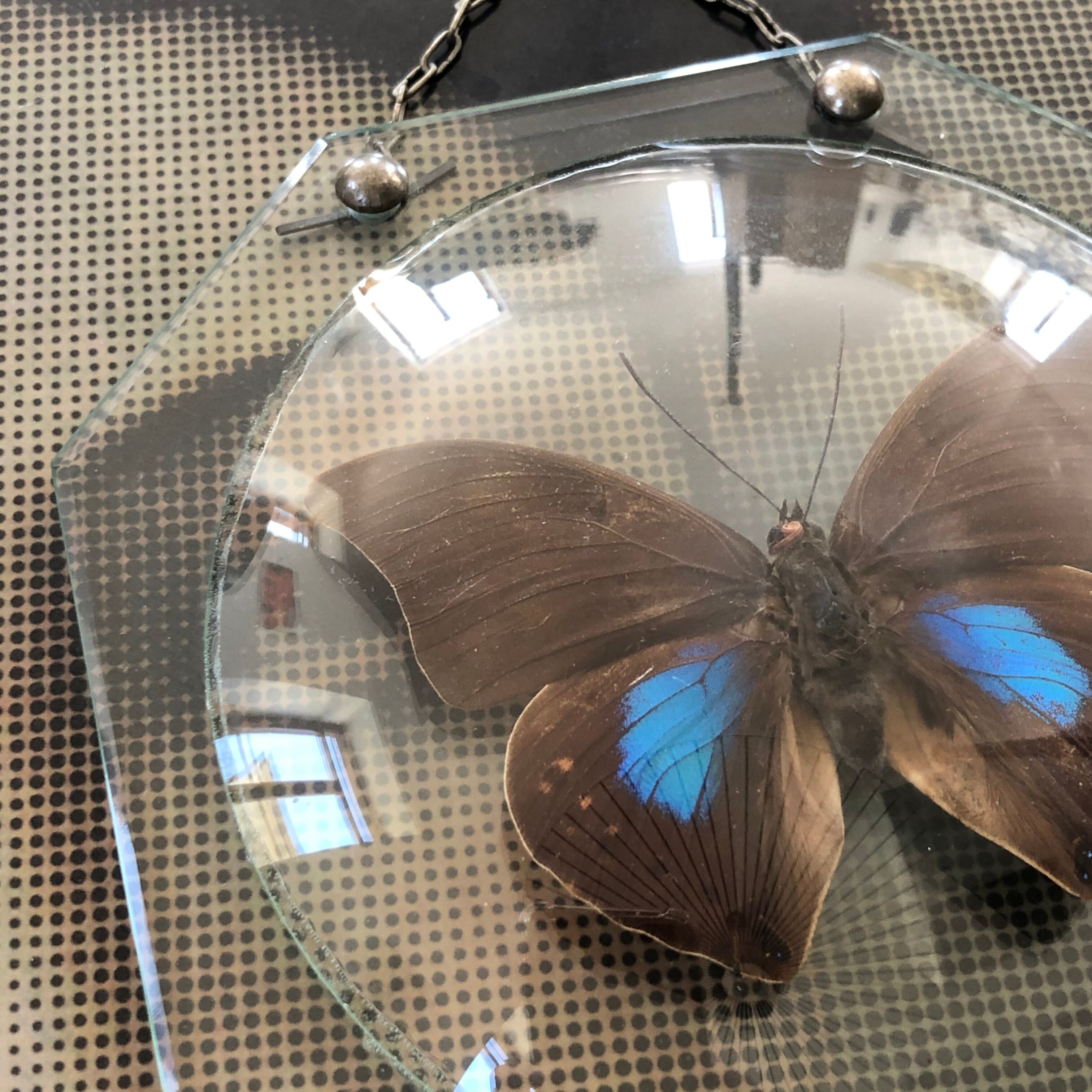 Naturalized vintage butterfly under glass globe