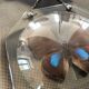 Naturalized vintage butterfly under glass globe